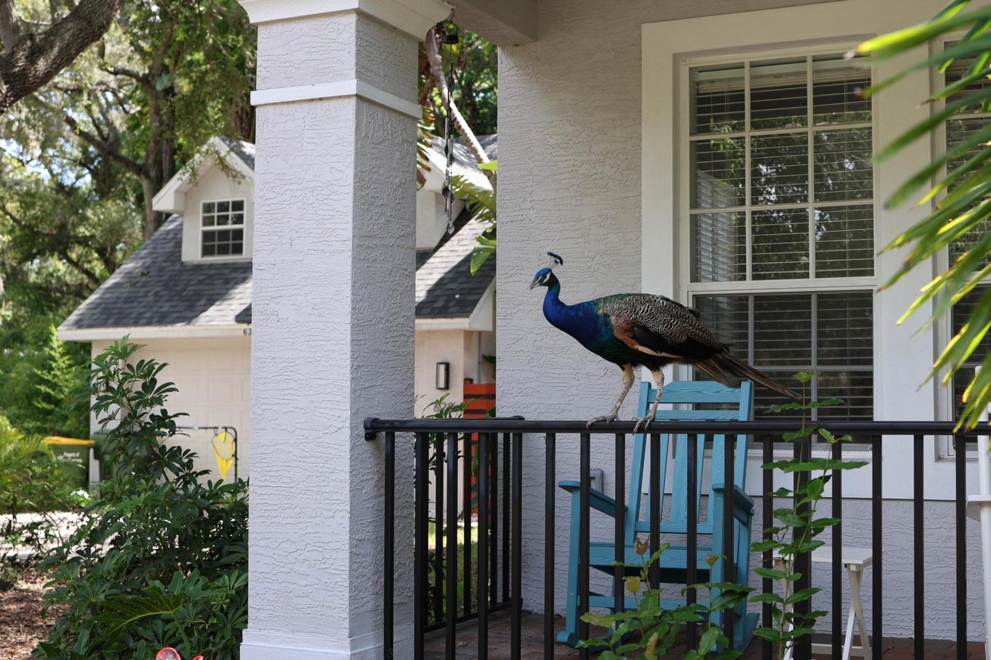 Key West Style-Livin' Villa Sarasota Exterior photo